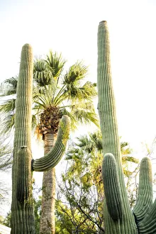 Images Dated 25th November 2019: Desert cactus, Carefree, Arizona