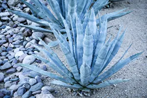 Images Dated 25th November 2019: Desert cactus, Carefree, Arizona