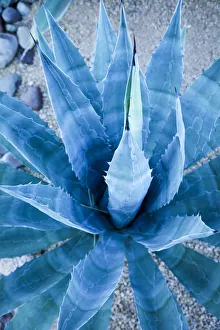 Images Dated 25th November 2019: Desert cactus, Carefree, Arizona