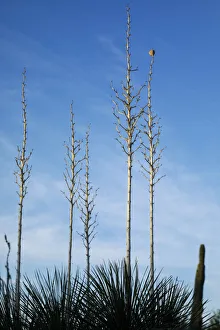 Images Dated 25th November 2019: Desert cactus, Carefree, Arizona