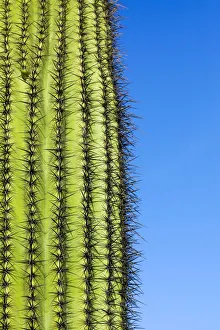 Images Dated 25th November 2019: Desert cactus, Carefree, Arizona