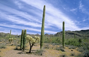Images Dated 9th May 2007: Desert cactus at Organ Pipe National Monument, Arizona