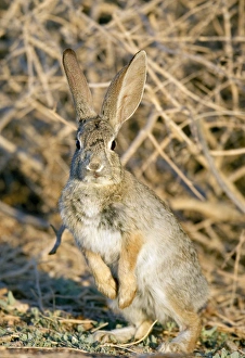 Rabbit Prints: Desert cottontail at attention, Sylvilagus audubonii, Henderson, NV