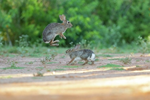 Prints of Desert cottontail, South Texas Images Dated 2024 December: Desert cottontail, South Texas