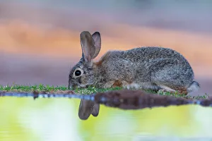 Drinking Prints: Desert Cottontail at water, Pima County, Arizona