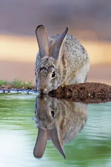 Drinking Prints: Desert Cottontail at water, Pima County, Arizona