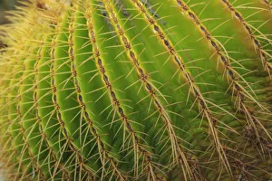 Southern California Prints: Desert Garden, Balboa Park, San Diego, CA, USA