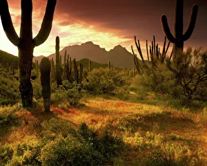 Glow Prints: The desert glows with streaming light in Organ Pipe Cactus National Monument on