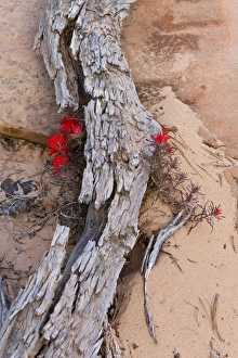 Images Dated 20th April 2012: Desert Indian Paintbrush flowers under weathered log in Zion National Park, Utah, USA