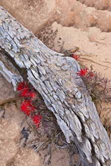 Images Dated 20th April 2012: Desert Indian Paintbrush flowers under weathered log in Zion National Park, Utah, USA