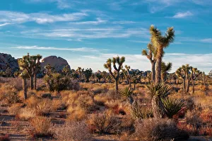 Desert landscape and vegetation in Joshua Tree National Park, California, USA
