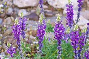 Images Dated 30th March 2011: Desert Lupine (Lupinus sparsiflorus), Anza-Borrego Desert State Park, California, USA
