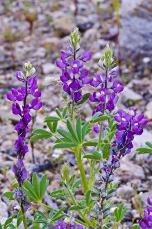 Images Dated 30th March 2011: Desert Lupine (Lupinus sparsiflorus), Anza-Borrego Desert State Park, California, USA