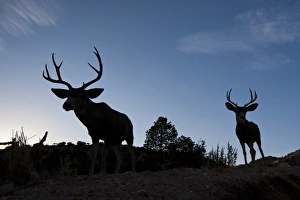 Images Dated 4th November 2011: Desert Mule Deer (Odocoileus hemionus) buck in desert mountain habitat
