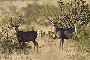 Desert Mule Deer (Odocoileus hemionus) buck in desert mountain habitat