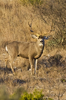 Desert Mule Deer (Odocoileus hemionus) buck in desert mountain habitat