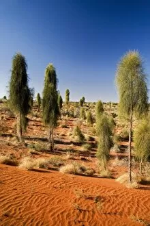 Images Dated 6th September 2006: Desert Oaks, Uluru - Kata Tjuta National Park, World Heritage Area, Northern Territory