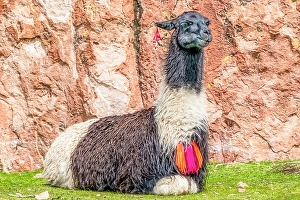 Bolivia Prints: Desert oasis, Bolivia. Portrait of alpaca in the Altiplano desert with ownership necklace around his neck