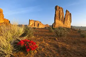 Images Dated 16th April 2011: Desert paintbrush livens up the landscape near Courthouse Towers in Arches National Park