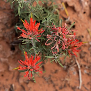 Prints of Desert paintbrush, the Windows, Arches National Park, Utah, US Images Dated 2024 November: Desert paintbrush, the Windows, Arches National Park, Utah, US