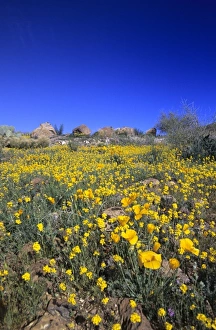 Images Dated 6th May 2008: Desert poppies Arizona, USA