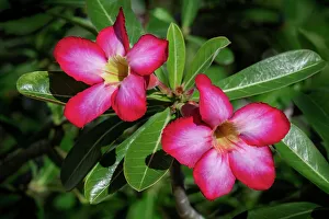 Succulent Prints: Desert rose