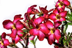 Apocynaceae Prints: Desert rose plant