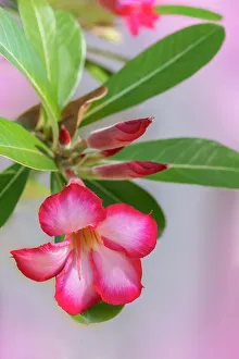 Succulent Prints: Desert rose plant