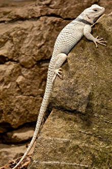 Desert Spiney Lizard, Sceloporus magister ssp, Native to South Western US