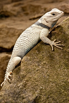 Desert Spiney Lizard, Sceloporus magister ssp, Native to South Western US
