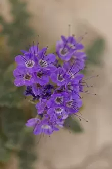 desert wildflower on the Baja California Peninsula, Mexico
