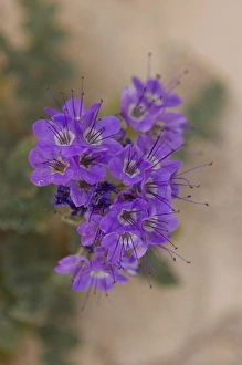 Images Dated 9th February 2006: desert wildflower on the Baja California Peninsula, Mexico