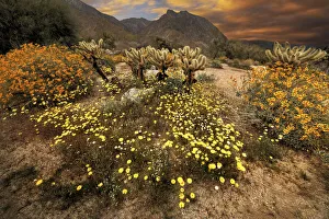 Steve Mohlenkamp Prints: Desert wildflower bloom at Anza Borrego Park in California