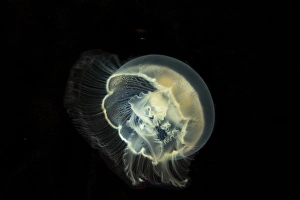 Jellyfish Prints: Detailed and bright biluminescence of this moon jelly fish