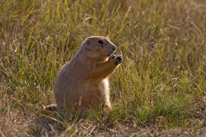 Images Dated 8th September 2006: Devils Tower National Monument, Wyoming, North America, USA. Black-tailed Prairie Dog