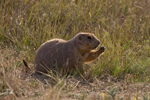 Devils Tower National Monument, Wyoming, USA. Black-tailed Prairie Dog (Cynomys ludovicianus)