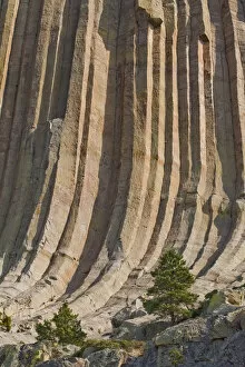 Images Dated 6th September 2006: Devils Tower National Monument, Wyoming, North America, USA. Hexagonal Columns