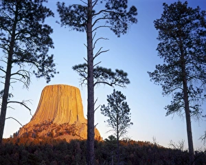 Devils Tower National Monument, Wyoming. USA. Devils Tower & ponderosa pines (Pinus