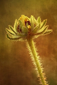 Kentucky Prints: Dew covered Black-eyed Susan with texture background, Oldham County, Kentucky