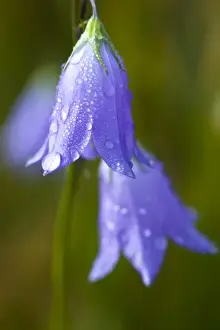 Dew covered Harebell (Campanula rotundifolia) flowers glisten in the morning sun