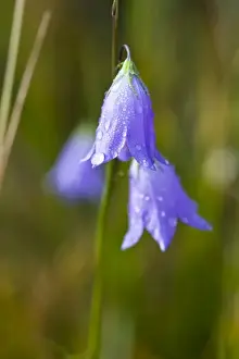 Blue Bell Prints: Dew covered Harebell (Campanula rotundifolia) flowers glisten in the morning sun
