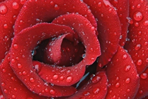 Images Dated 6th November 2005: Dew covered red rose decorating grave site in cemetery, Appenzeller, Switzerland