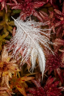 Michigan Prints: Dew covered white feather in Sphagnum moss, Hiawatha National Forest, Upper Peninsula
