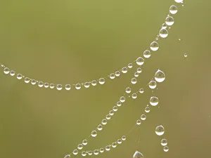 Images Dated 20th May 2021: Dew droplets on spider web look like jewels, Day Preserve, Illinois