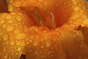 Images Dated 17th August 2005: Dew Drops on Canna Lily, Cannas, Close-up Sammamish, Washington