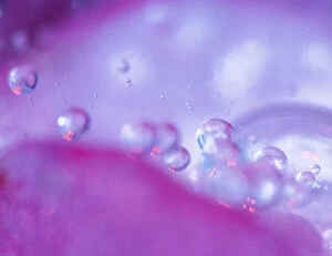 Images Dated 10th July 2005: Dew drops on flower petal abstract. Credit as: Nancy Rotenberg / Jaynes Gallery / DanitaDelimont