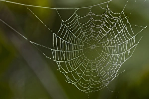 Dew hangs on a spider web with green out of focus background in this photograph taken in Bradenton
