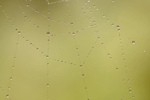 Spider Prints: Dew and spider web, Los Angeles, California