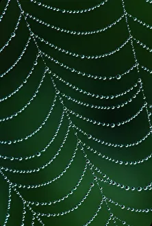 Spider Prints: Dewdrop on spiderweb, Louisville, Kentucky