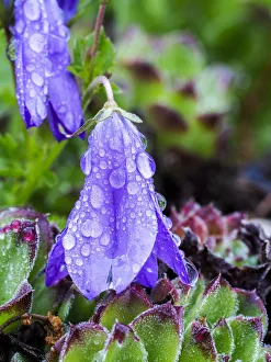 Images Dated 20th February 2019: Dewdrops on bluebells